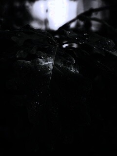 Сочные листья дуба обои