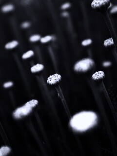 Молодые стебли обои