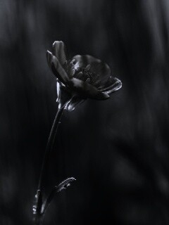 Маленький жёлтый цветочек обои