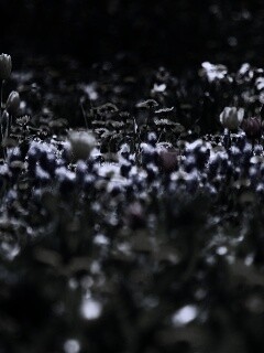 Все краски весны обои