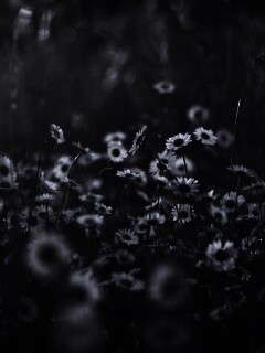 Поле ромашек обои