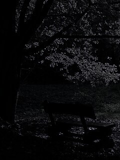 Скамейка под деревом обои