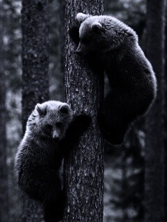 Медвежата обои