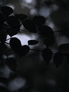 Ветка яркой зелени обои