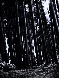 Заросли бамбука обои