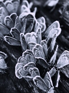 Голубые бабочки обои