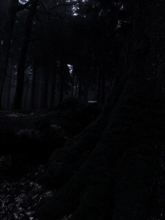 Дерево, поросшее мхом обои