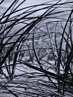 Трава на песке обои