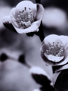 Великолепный цветок обои