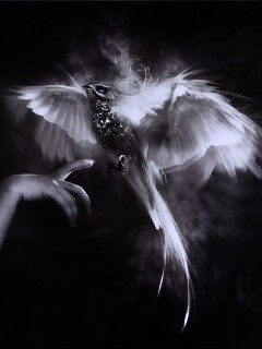 Феникс обои