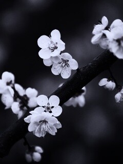 Ветка сакуры обои