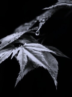 Капля на листе обои