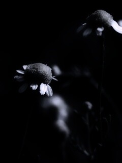 Стремный лепестун обои