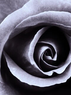 Красивая розовая роза обои