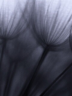 Рисунок одуванчика обои