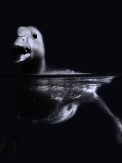 Утёнок в воде обои