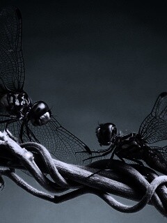 Две стрекозы обои