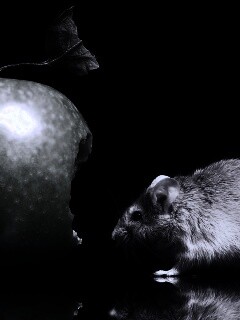 Мышь надкусила яблоко обои