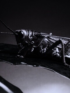 Сверчек на листе обои