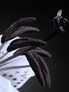 Трудолюбивая пчела на прекрасном цветке обои