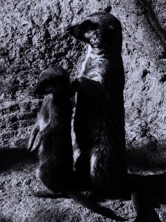 Сурикаты на страже отчизны обои