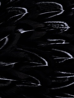 Красивые перья обои