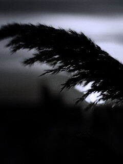 Камыш на закате обои