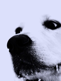 Белый пёсик обои