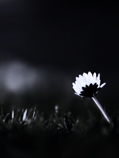 Цветок на траве обои