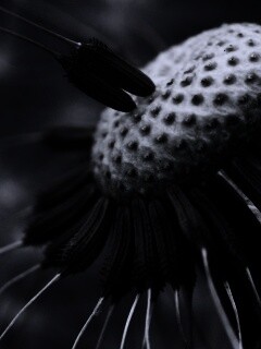 Лысеющий одуванчик обои