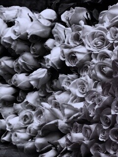 Букеты светлых роз обои