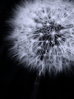 Одуванчик обои