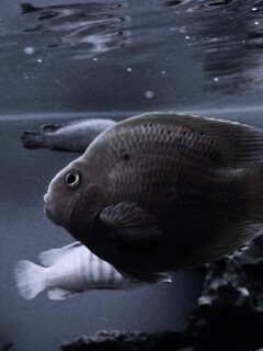 Жёлтая рыбка обои