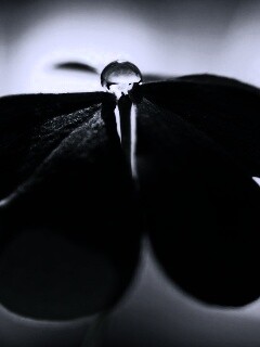 Зеленые листики и капелька воды обои