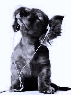 Щенок в наушниках обои