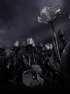 Жёлтые тюльпаны обои