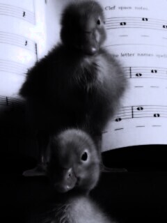 Музыкальные утята обои