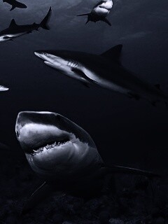 Стая акул обои