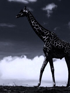 Жираф на прогулке обои