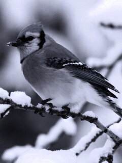 Маленькая синяя птичка обои