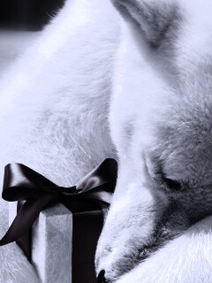 Белый мишка с подарком обои