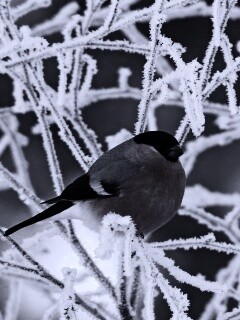 Снегирь на ветке обои