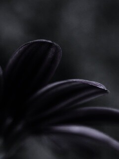 Макро фото цветка обои