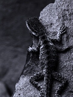 Ящерица на камне обои