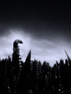 Маленький хамелеон на травинке обои