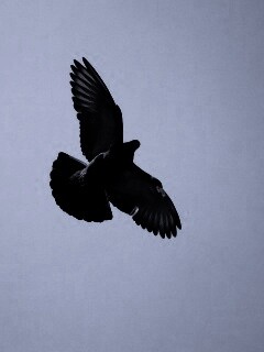 Голубь в полёте обои