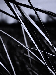 Желтая трава обои