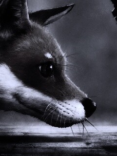 Лиса и жук обои