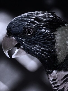 Красноглазйы попугай обои