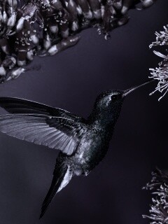 Колибри обои